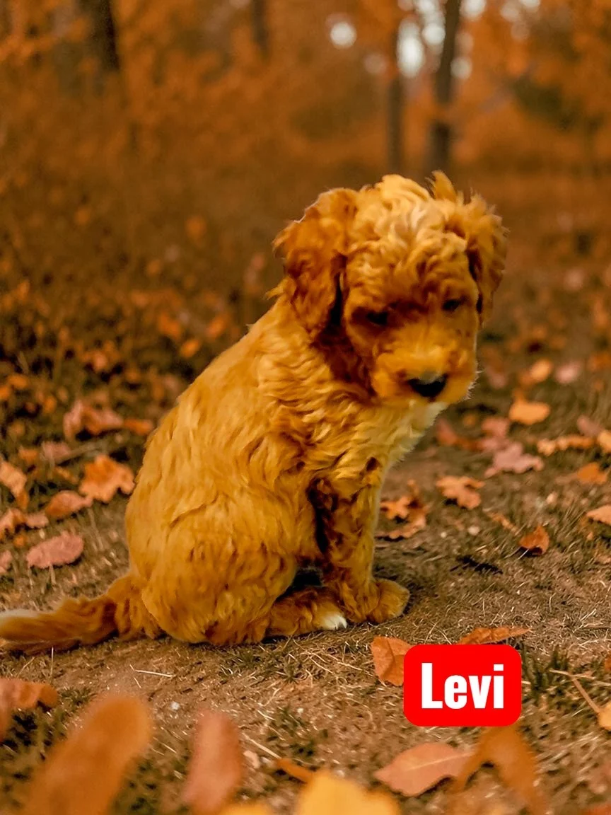 Mini Goldendoodle puppy Levi at Bittersweet Goldendoodles, Newport NH