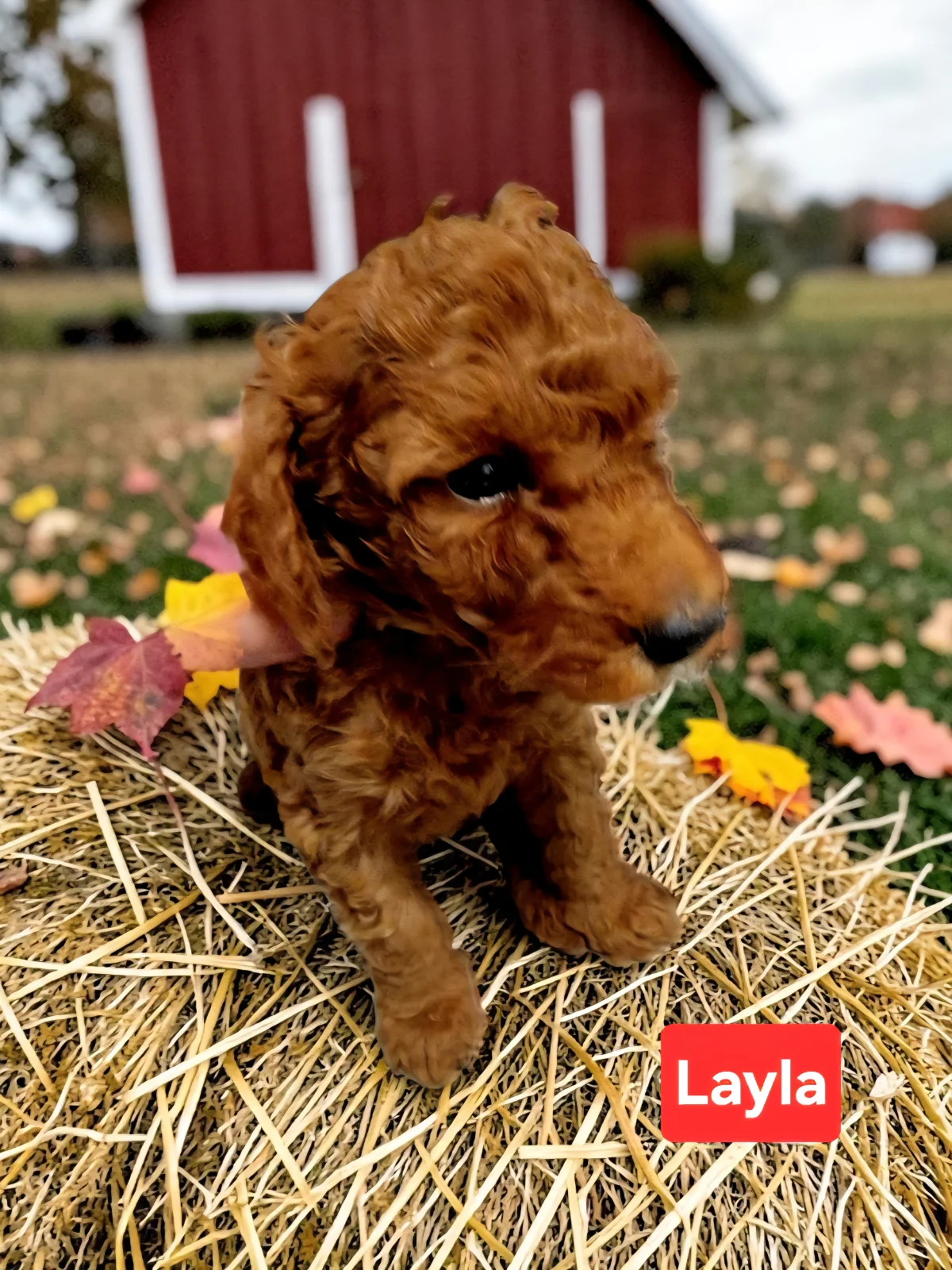 Mini Goldendoodle puppy Liam at Bittersweet Goldendoodles, Newport NH
