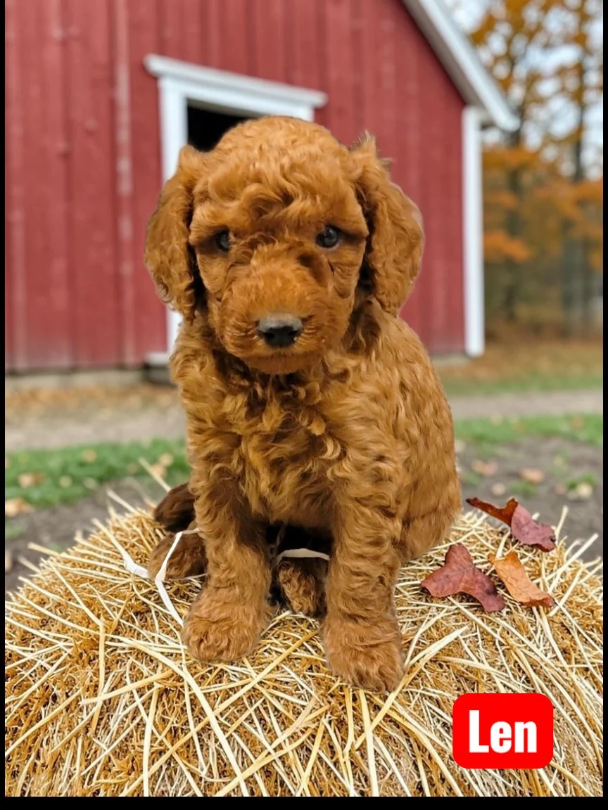 Mini Goldendoodle puppy Lucas at Bittersweet Goldendoodles, Newport NH