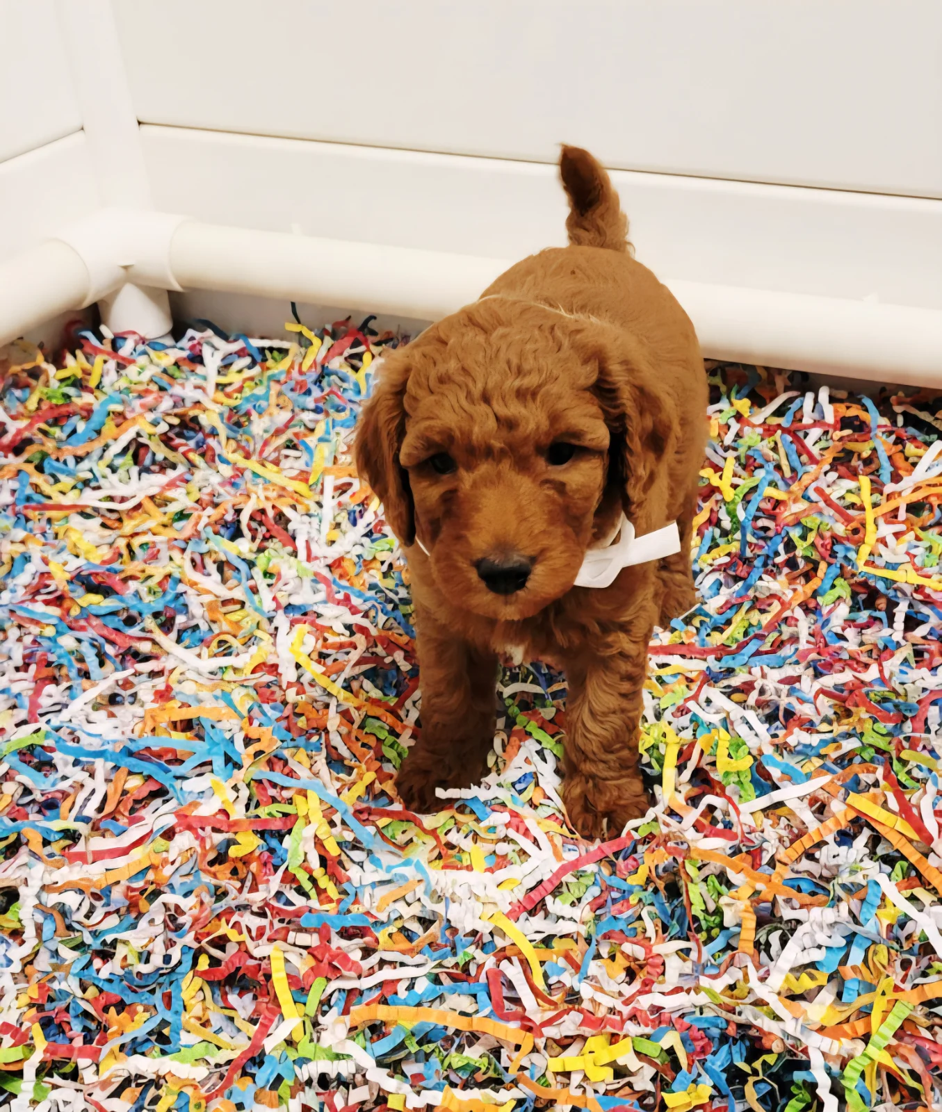 Mini Goldendoodle puppy Landon at Bittersweet Goldendoodles, Newport NH